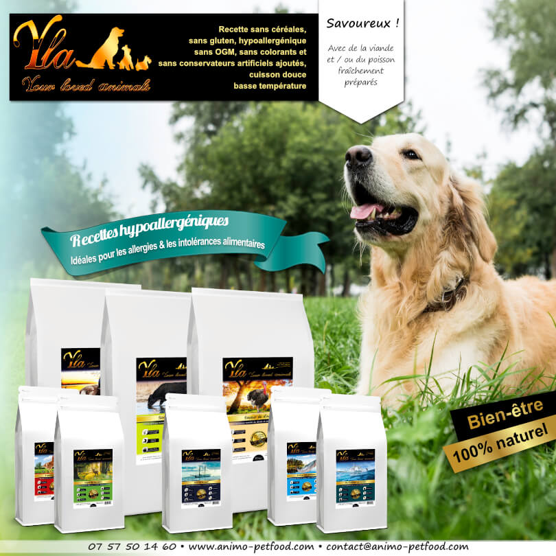 alimentation saine pour chiens